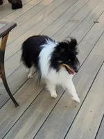 Bear, a male Shetland Sheepdog for sale in Knoxville, TN – 5 of 6