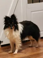 Bear  11" tall 8 lbs, a male Shetland Sheepdog for sale in Knoxville, TN – 2 of 8