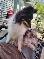 Bear  11" tall 8 lbs, a male Shetland Sheepdog for sale in Knoxville, TN – 6 of 8