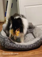 Bear  11" tall 8 lbs, a male Shetland Sheepdog for sale in Knoxville, TN – 8 of 8