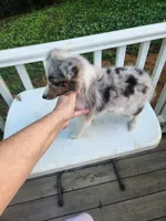 JULIET. Blue Merle Full AKC , a female Shetland Sheepdog for sale in Knoxville, TN – 2 of 2