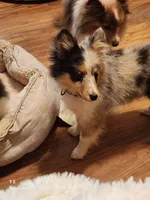 New blue, a female Shetland Sheepdog for sale in Knoxville, TN – 1 of 2
