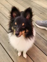 Bear  11" tall 8 lbs, a male Shetland Sheepdog for sale in Knoxville, TN – 1 of 8
