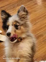 New blue, a female Shetland Sheepdog for sale in Knoxville, TN – 2 of 2