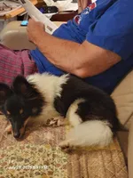 Bear  11" tall 8 lbs, a male Shetland Sheepdog for sale in Knoxville, TN – 7 of 8