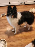 Bear  11" tall 8 lbs, a male Shetland Sheepdog for sale in Knoxville, TN – 4 of 8
