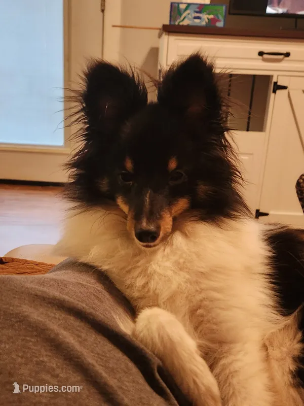 Bear  11" tall 8 lbs – Shetland Sheepdog puppy for sale in Knoxville, TN
