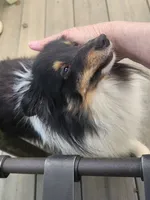 Bear, a male Shetland Sheepdog for sale in Knoxville, TN – 3 of 6