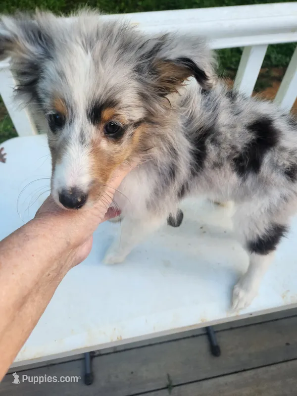 JULIET. Blue Merle Full AKC  – Shetland Sheepdog puppy for sale in Knoxville, TN