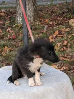 Bi Black, a female Shetland Sheepdog for sale in Knoxville, TN – Photo 3 of 4