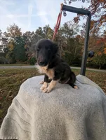 Bi Black, a female Shetland Sheepdog for sale in Knoxville, TN – Photo 2 of 4