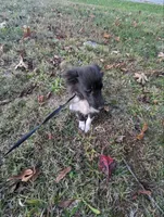 Bi Black, a female Shetland Sheepdog for sale in Knoxville, TN – Photo 4 of 4