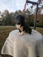 Bi Black, a female Shetland Sheepdog for sale in Knoxville, TN – Photo 1 of 4