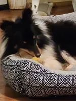 Bear, a male Shetland Sheepdog for sale in Knoxville, TN – 4 of 6