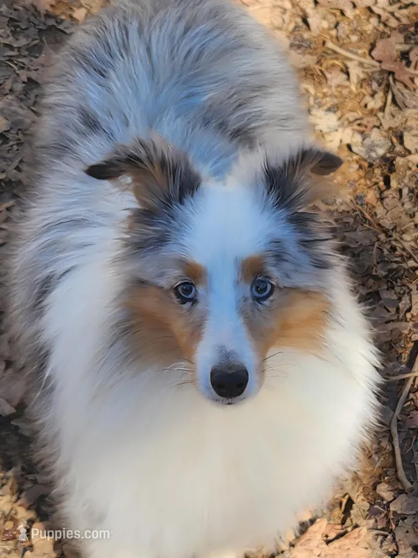 Ranger mini sheltie 