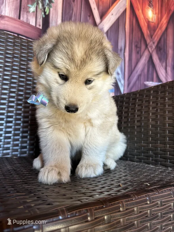 Hercules – Alaskan Husky puppy for sale in San Diego, CA