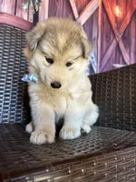 Hercules, a male Alaskan Husky for sale in San Diego, CA – 1 of 6