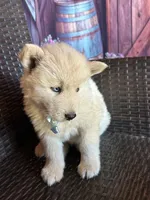 Blue, a male Alaskan Husky for sale in San Diego, CA – 3 of 5