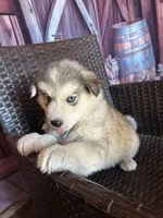 snuggles, a male Alaskan Husky for sale in San Diego, CA – 4 of 4