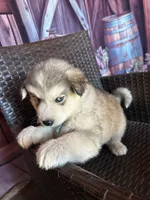 snuggles, a male Alaskan Husky for sale in San Diego, CA – 2 of 4