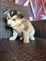 Lilly, a female Alaskan Husky for sale in San Diego, CA – 5 of 5
