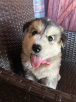 Sophia, a female Alaskan Husky for sale in San Diego, CA – 2 of 5