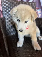 Foxy, a female Alaskan Husky for sale in San Diego, CA – 6 of 7