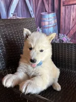 Prince , a male Alaskan Husky for sale in San Diego, CA – 3 of 7