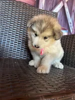 Teddy, a female Alaskan Husky for sale in San Diego, CA – 3 of 7
