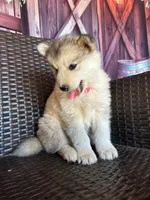 Daisy, a female Alaskan Husky for sale in San Diego, CA – 4 of 5