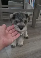 Princess, a female Miniature Schnauzer for sale in San Diego, CA – 1 of 7