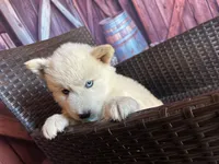 Sugar, a female Alaskan Husky for sale in San Diego, CA – 2 of 6