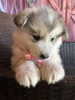 Teddy, a female Alaskan Husky for sale in San Diego, CA – 2 of 7