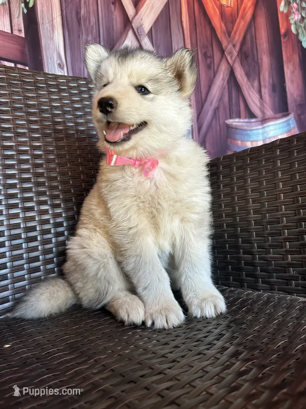 Daisy – Alaskan Husky puppy for sale in San Diego, CA