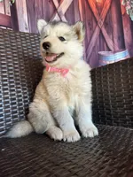Daisy, a female Alaskan Husky for sale in San Diego, CA – 1 of 5