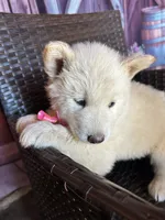 Summer, a female Alaskan Husky for sale in San Diego, CA – 2 of 5