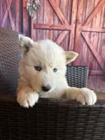Blue, a male Alaskan Husky for sale in San Diego, CA – 2 of 5