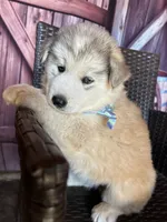 Hercules, a male Alaskan Husky for sale in San Diego, CA – 3 of 6