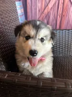 Sophia, a female Alaskan Husky for sale in San Diego, CA – 4 of 5