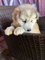 Hercules, a male Alaskan Husky for sale in San Diego, CA – 5 of 6