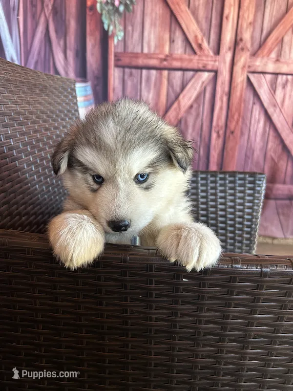 snuggles – Alaskan Husky puppy for sale in San Diego, CA