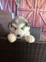 snuggles, a male Alaskan Husky for sale in San Diego, CA – 1 of 4