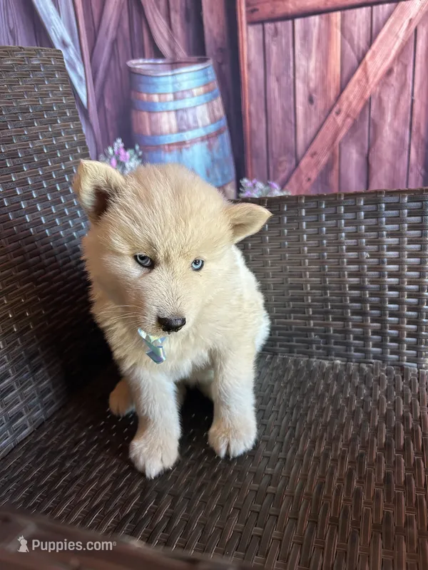Blue – Alaskan Husky puppy for sale in San Diego, CA