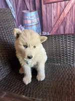 Blue, a male Alaskan Husky for sale in San Diego, CA – 1 of 5