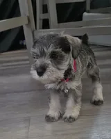 Princess, a female Miniature Schnauzer for sale in San Diego, CA – 6 of 7