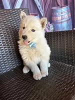 Prince , a male Alaskan Husky for sale in San Diego, CA – 5 of 7