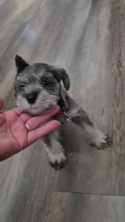Princess, a female Miniature Schnauzer for sale in Ramona, CA – 8 of 8