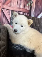 Summer, a female Alaskan Husky for sale in San Diego, CA – 3 of 5