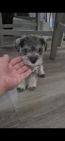 Princess, a female Miniature Schnauzer for sale in San Diego, CA – 5 of 7