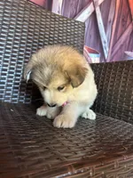 Teddy, a female Alaskan Husky for sale in San Diego, CA – 5 of 7